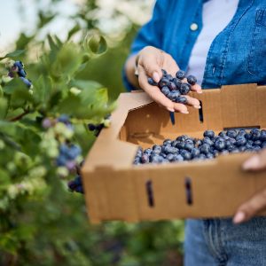 Professional Package